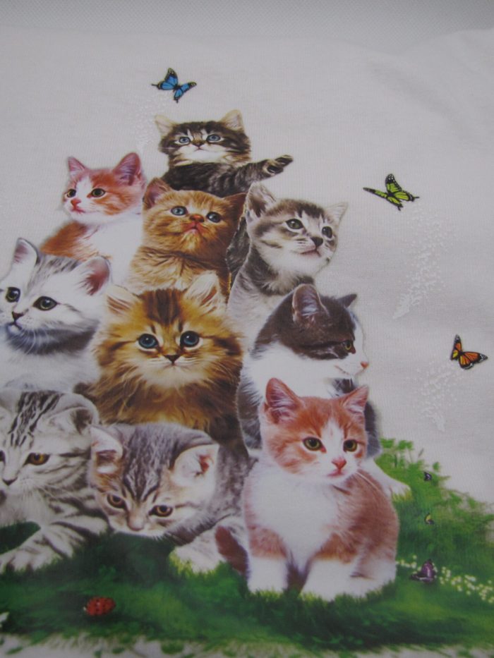 Multiple Kitties